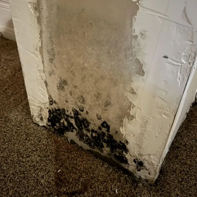 Professional Mold Removal in Wasco County, OR